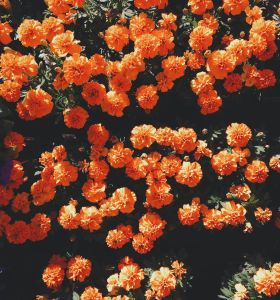 Glocalities growth strategy for Flower Council 